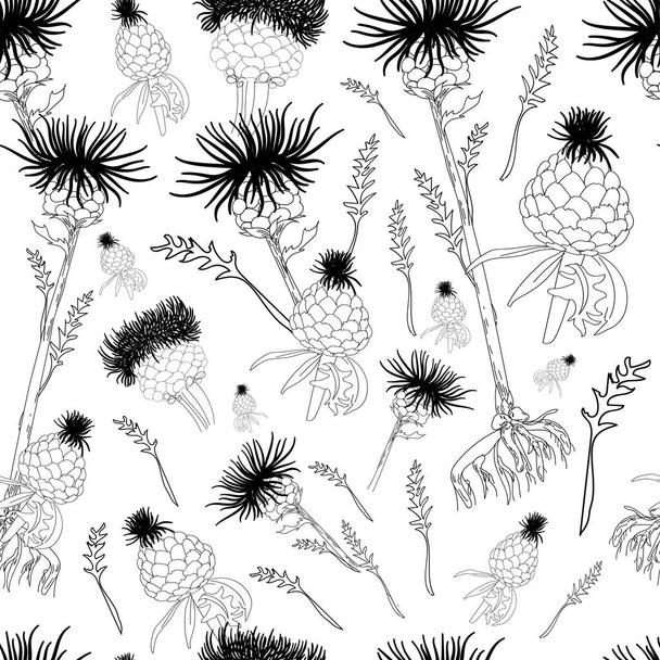 Leuzea root. Maral Root. Medicinal plants linear drawing. Botanical illustration. - ベクター画像