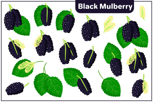 Set of vector cartoon illustrations with whole, half, cut slice Black Mulberry exotic fruits, flowers and leaves isolated on white background - Wektor, obraz