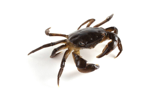 Little crab with big claws - Photo, Image