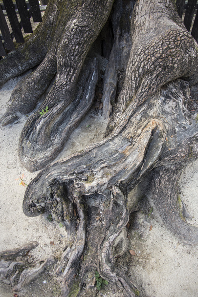 μοτίβο δέντρο ρίζας - Φωτογραφία, εικόνα