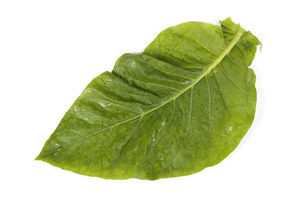 Tobacco leaf isolated on white - Foto, Bild