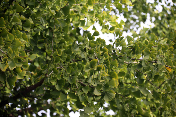 Close up of young spring leaves on tree - Foto, imagen