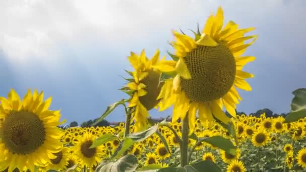 Κίνηση Timelapse ot Sunflower Πεδίο πριν από την καταιγίδα, Ιταλία - Πλάνα, βίντεο