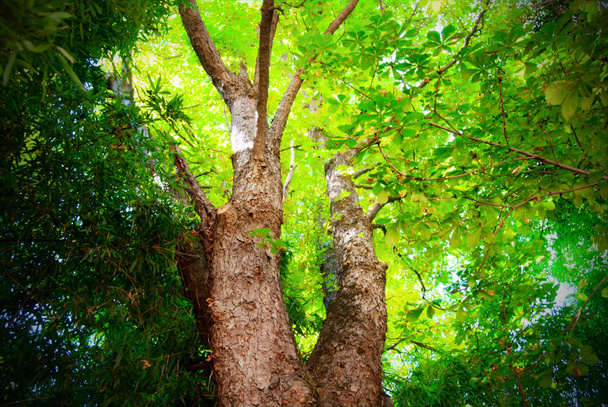 dichtes, helles - grünes Laub im Holz - Foto, Bild