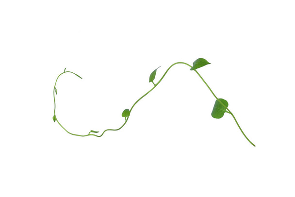 Gedraaide wijnstokken blad met hartvormige groene bladeren geïsoleerd op witte achtergrond, knippen pad opgenomen. Bloemen Wanhoop. HD-beeld en grote resolutie. kan worden gebruikt als behang - Foto, afbeelding
