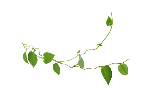 Folha de videiras torcidas com folhas verdes em forma de coração isoladas no fundo branco, caminho de recorte incluído. Desaign floral. Imagem HD e Grande Resolução. pode ser usado como papel de parede
 - Foto, Imagem