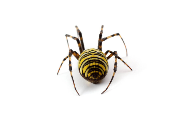 Wasp spider (Argiope bruennichi) isolated on white - Photo, Image