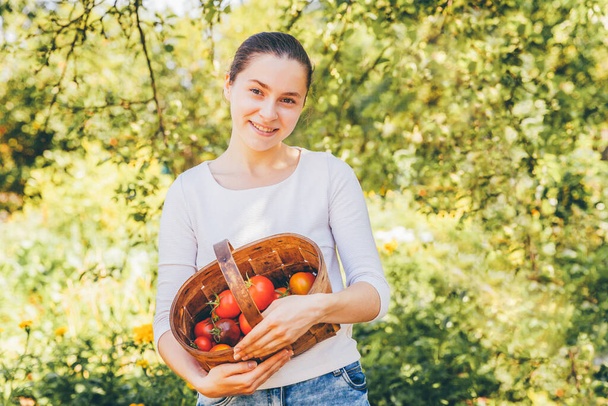 Concepto de jardinería y agricultura. Mujer joven campesina sosteniendo cesta recogiendo tomates orgánicos maduros frescos en el jardín. Productos de invernadero. Producción de alimentos vegetales
 - Foto, imagen