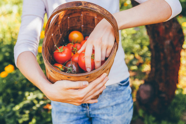 Garten- und Landwirtschaftskonzept. Junge Landarbeiterinnen halten Körbe und pflücken frische reife Bio-Tomaten im Garten. Treibhausgase. Produktion pflanzlicher Nahrungsmittel - Foto, Bild