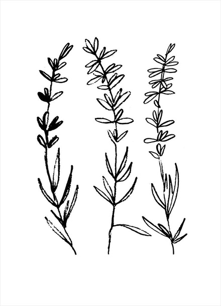 Lavender flowering plant. Monochrome vector illustration - ベクター画像