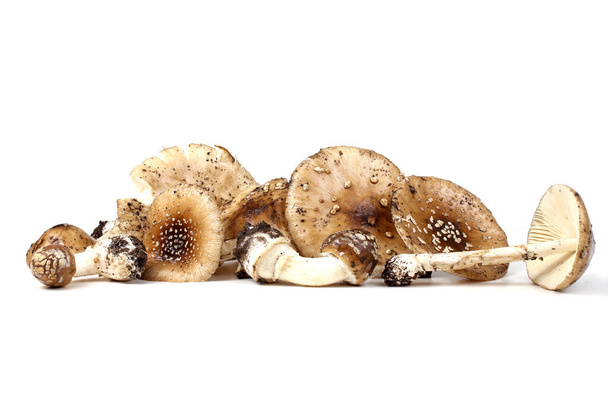 Amanita pantherina (panther cap, false blusher). Poison mushroom. - Zdjęcie, obraz