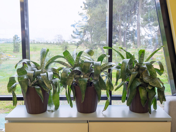 Three brown plastic pots with a green plant without flowers stand on a light shelf near the window. Aechmea. Cold lighting. Noise effect added - Photo, Image