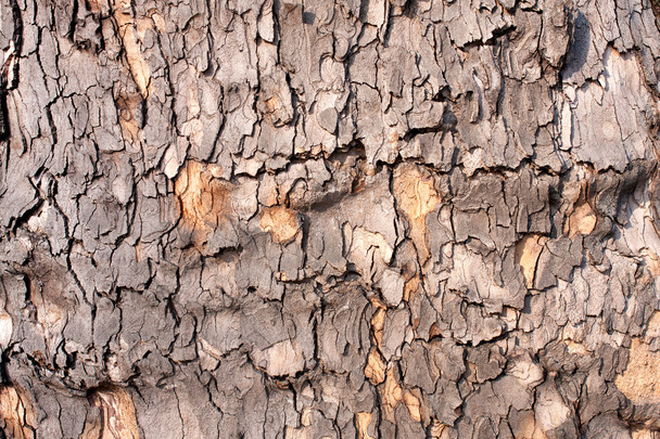 Tree bark texture - stock photo. - Foto, afbeelding