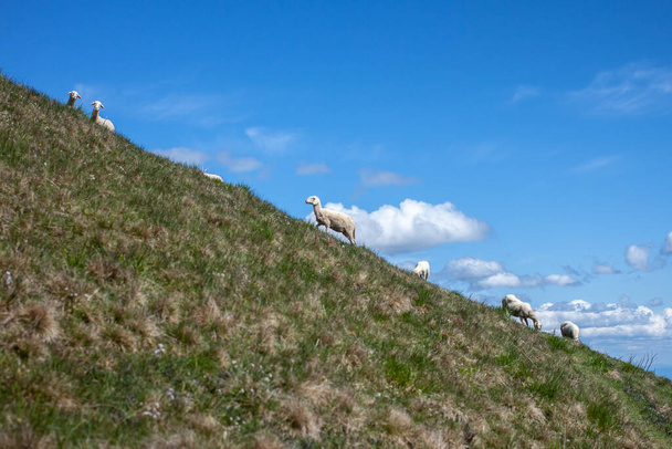 stádo ovcí vysoko v horách  - Fotografie, Obrázek