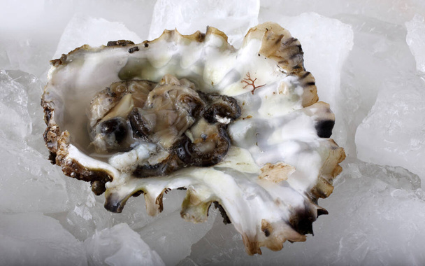 Opened oyster on ice - Foto, Imagen
