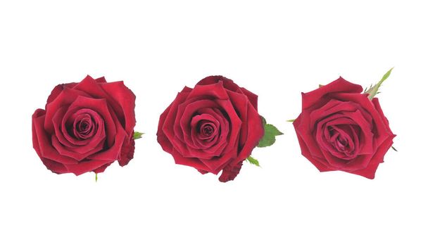 Gyönyörű édes közelkép piros rózsa elszigetelt fehér háttér nyírás út, romantikus és illatos virág - Fotó, kép