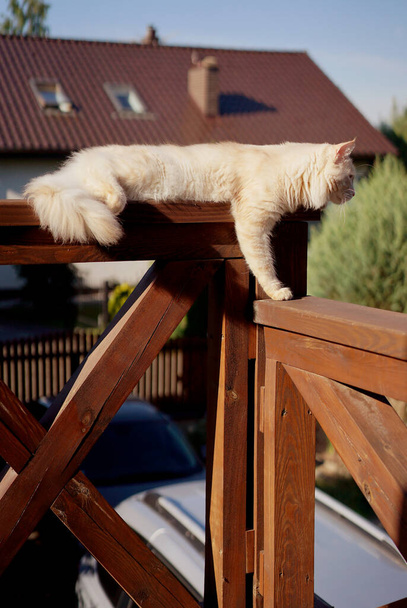 maine coon gato en la barandilla balcón de madera
 - Foto, Imagen