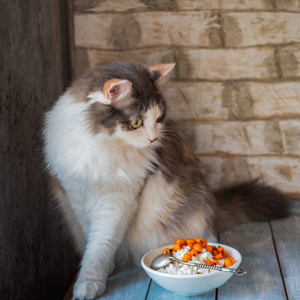 Um gato fofo brincalhão subiu a uma mesa na qual está um prato com queijo cottage e bagas de espinheiro do mar em um prato branco profundo
 - Foto, Imagem