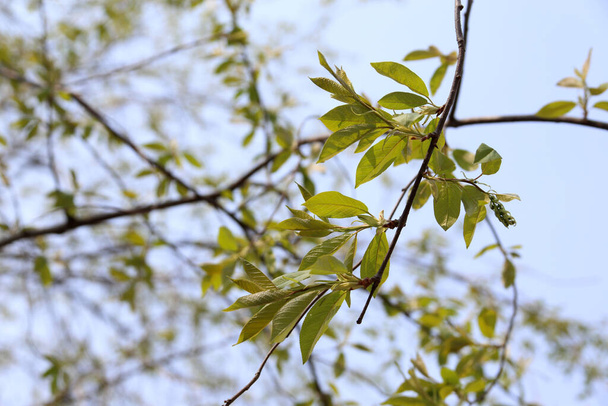 Close up of young spring leaves on tree - Foto, Imagen