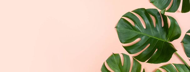 Beautiful tropical palm monstera leaves branch isolated on bright pink background, top view, flat lay, overhead above summer beauty blank design concept. - Fotoğraf, Görsel