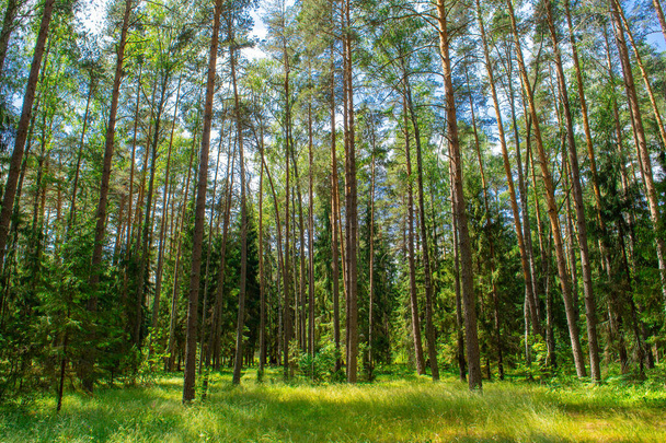 Beautiful summer forest in bright sunshine. Sunny pine forest. Summer sunny forest - Photo, Image