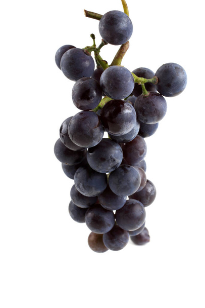 Growing black wine grape - Zdjęcie, obraz