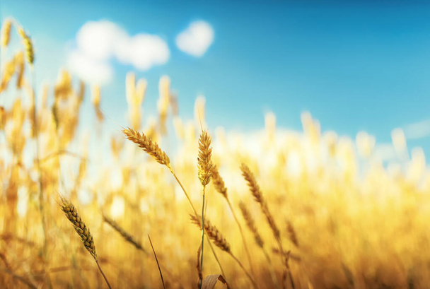 Orejas de trigo en la granja, poca profundidad de campo
. - Foto, imagen