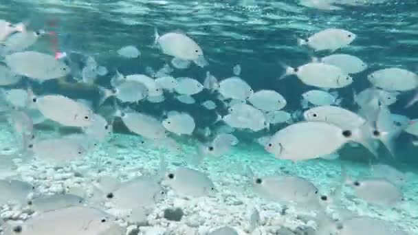 Elba Adası Le Ghiaie Sahili şnorkelle yüzüyor - Video, Çekim