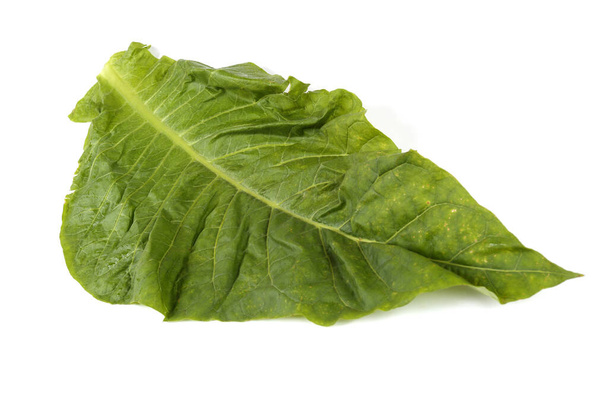 Tobacco leaf isolated on white - Foto, Bild