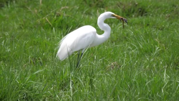 Great egret eating a frog at Moremi Game Reserve in Botswana - Footage, Video