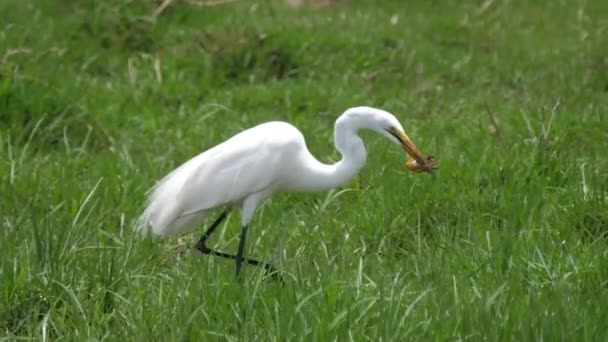 Gret egret τρώει ένα βάτραχο στο Moremi Game Reserve στη Μποτσουάνα - Πλάνα, βίντεο