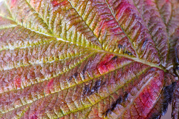 autumn leaf macro shot. Textured background - Fotoğraf, Görsel