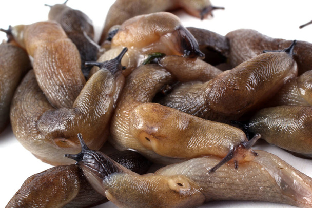 Slugs background. Agricultural pests - Фото, зображення