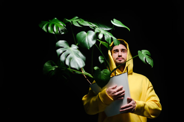 A man in a yellow sweatshirt holds in his hands a white flower pot with a Monstera on a dark background. - 写真・画像