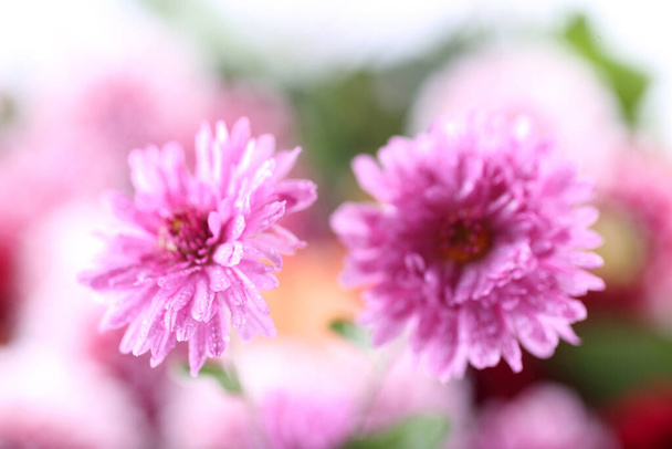 Chrysant en bloem bokeh achtergrond. Samenvatting - Foto, afbeelding