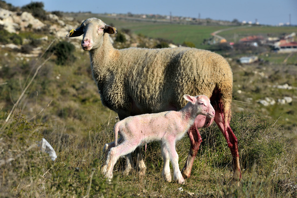 sheep giving birth in rural areas - Photo, Image