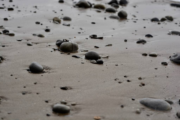 Φυσικά υπόβαθρα και υφές βράχων στην ακτογραμμή και βράχια της παραλίας. Γκρίζα, κυκλοθυμική και θυελλώδης μέρα. Κοντινό πλάνο των στρωμάτων και διαφορετικά μοτίβα από διάβρωση της θάλασσας, μερικά με φύκια να φωλιάζουν στις ρωγμές - Φωτογραφία, εικόνα