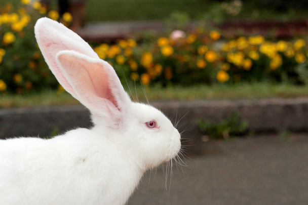 Coniglio bianco
 - Foto, immagini