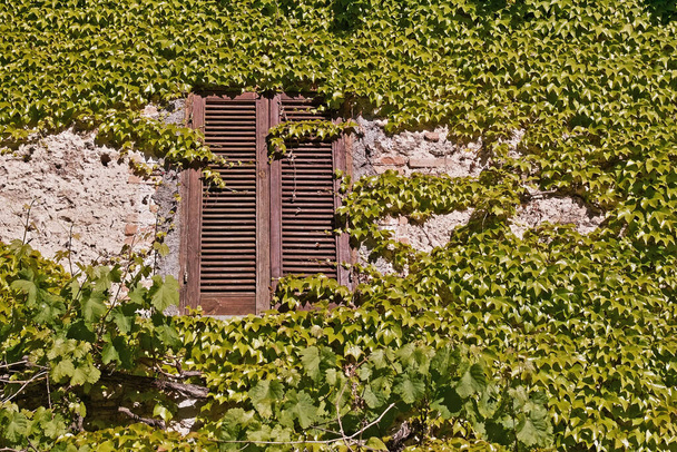 vue de face et fenêtre d'une ancienne maison couverte de vignes commune et parthenocissus tricuspidata  - Photo, image