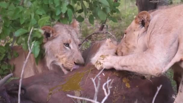 африка видео львы на охоте