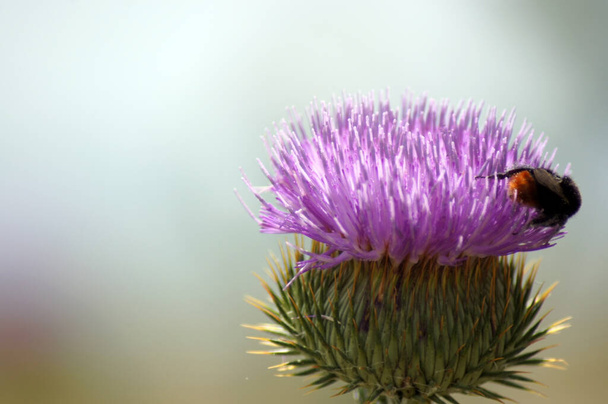 Purple flower of a thistle with insects collecting pollen                    - Photo, Image
