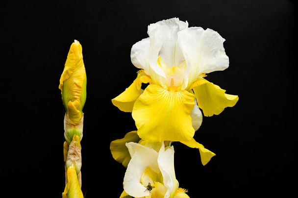 yellow irises on a black background. High quality photo - Fotó, kép
