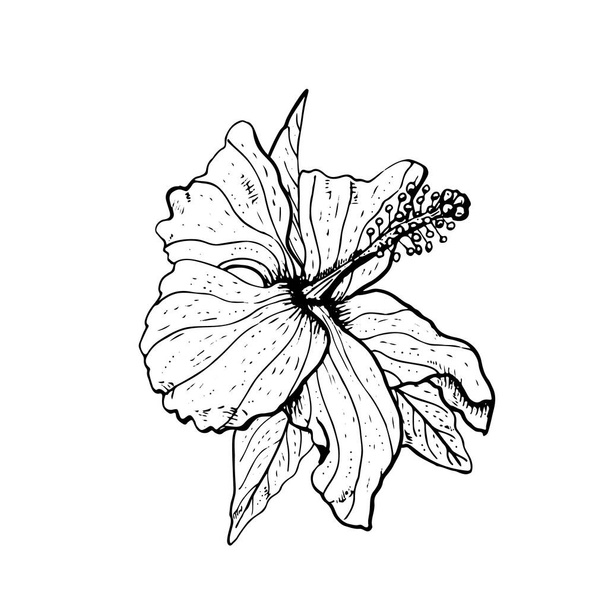 Clipart flor hibisco monocromático desenhado à mão. Elemento de design floral. Isolado em fundo branco. Vetor
 - Vetor, Imagem