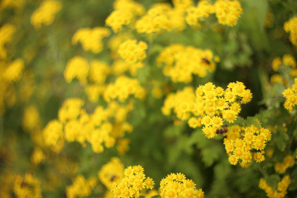 Yellow chrysanthemums. Bokeh background - Fotoğraf, Görsel
