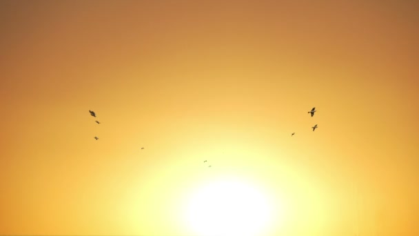 Birds fly in the sunset - Footage, Video