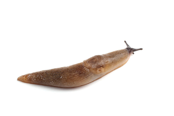 Slug isolated on white - 写真・画像