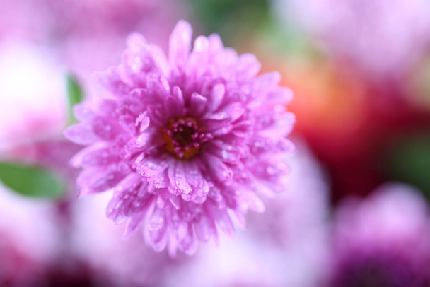 Chrysanthemum and flower bokeh background. Focus on petals. Abstract - Фото, изображение