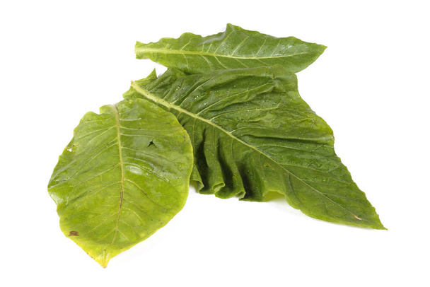 Tobacco leaves isolated on white - Foto, Bild