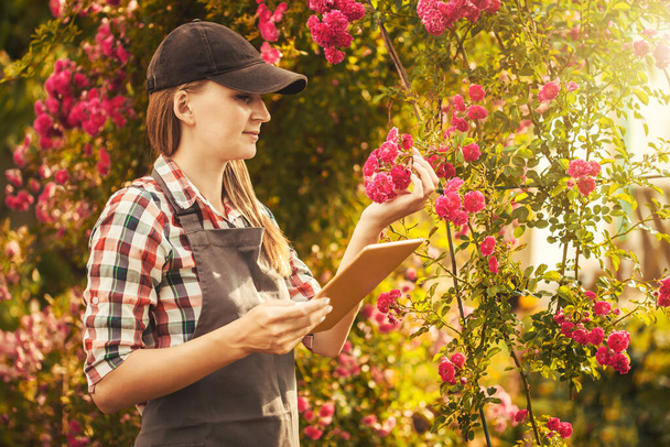 nainen agronomi tekee laadunvalvonta jalostukseen uusia lajikkeita ruusuja - Valokuva, kuva