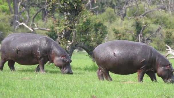 Dwóch hipopotamów wypasających się na polu trawy - Materiał filmowy, wideo